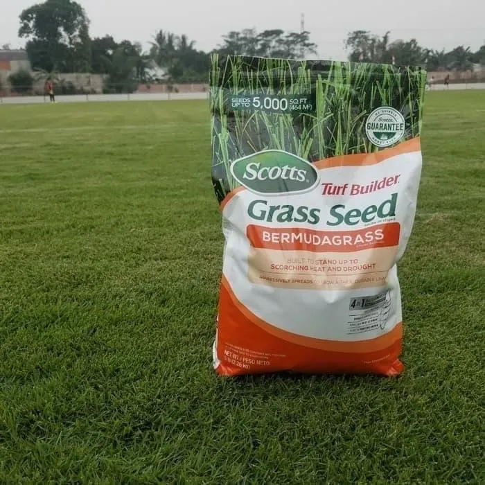 Jual Bibit Benih Rumput Golf Asli dan Berkualitas (Bermuda Grass)